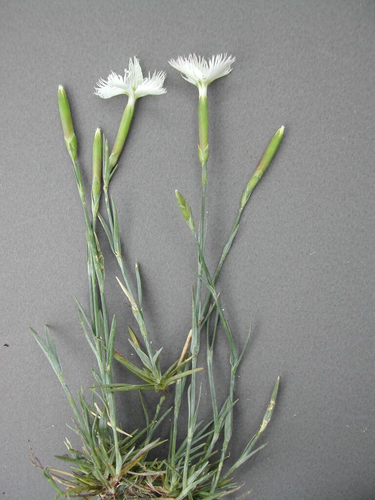 dianthus_plumarius