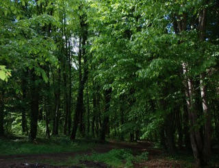 Park šuma Župetnica 