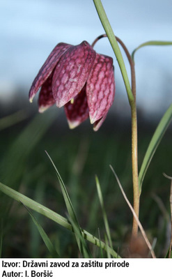 Fritillaria_meleagris_L._Author_Igor_Borsic_