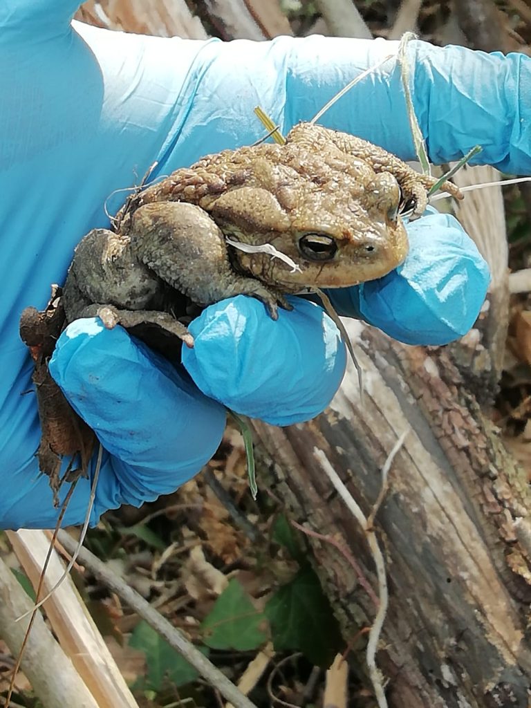 Žabe, spašavanje žaba